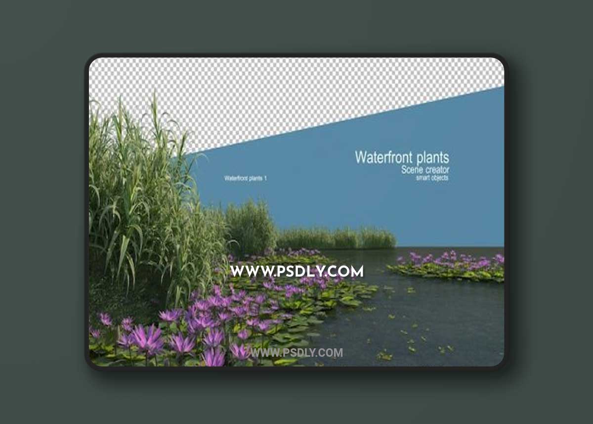 Beautiful variety of waterfront plants