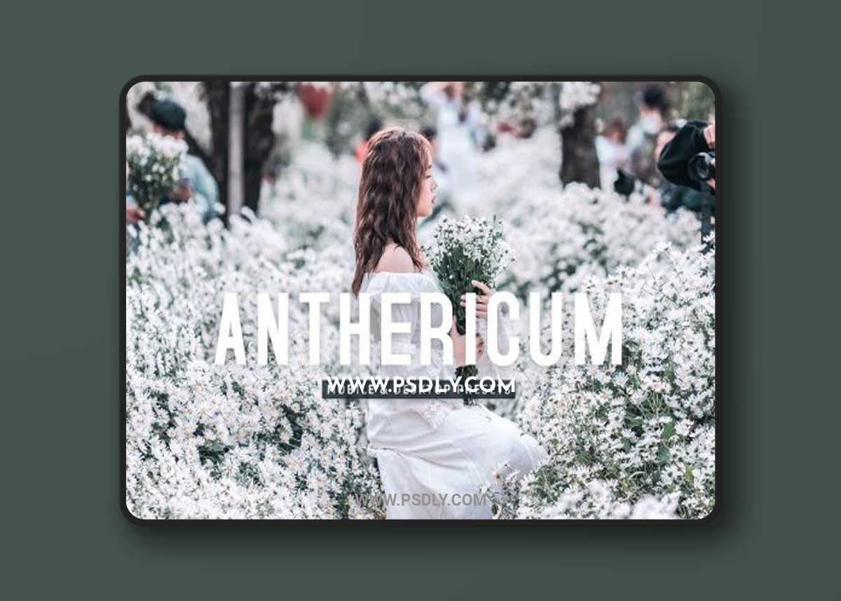 CreativeMarket - Anthericum Pro Lightroom Presets 7170389