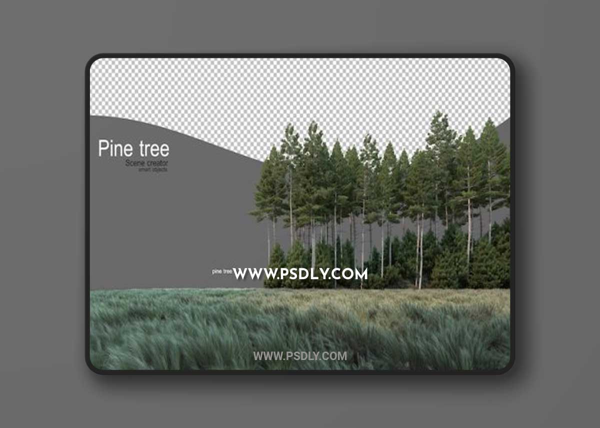 Pine forest in the middle of the field