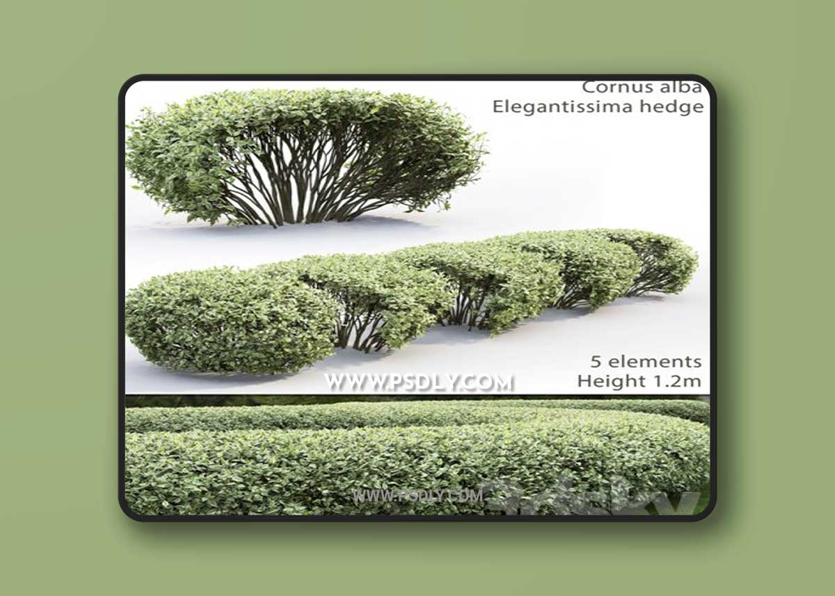 Derain white Elegantissima | Cornus Alba Elegantissima hedge # 1