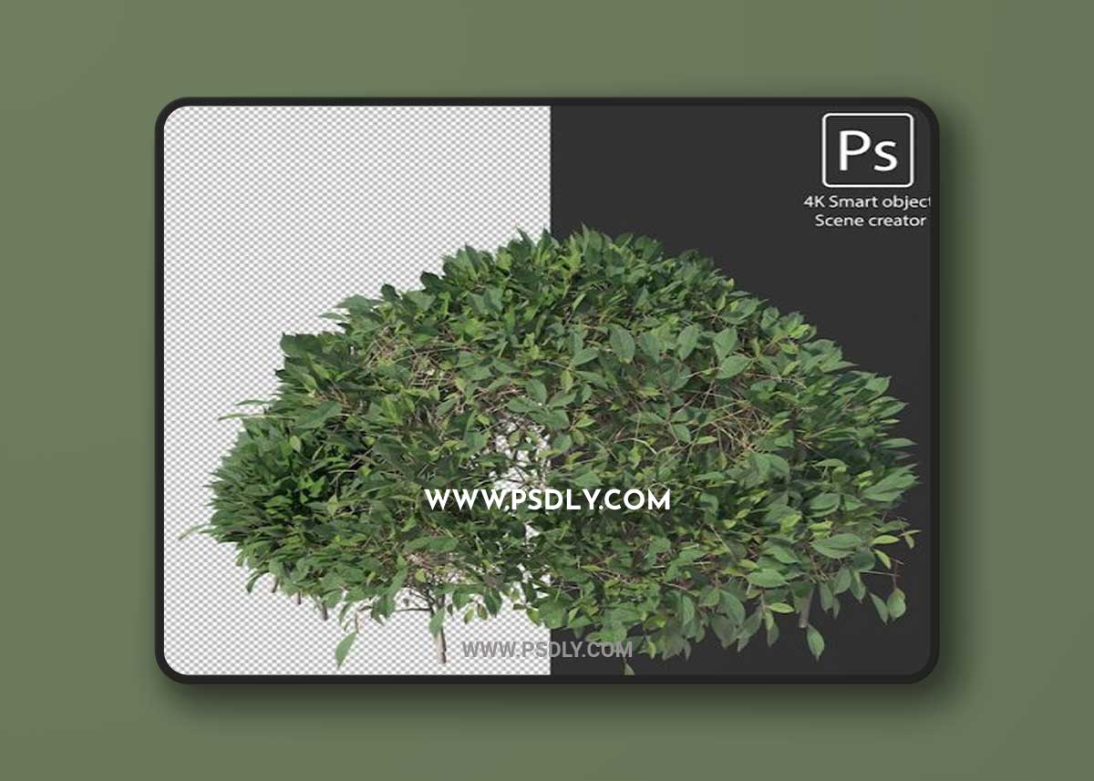 Variety of hedges shrubs and bushes 02