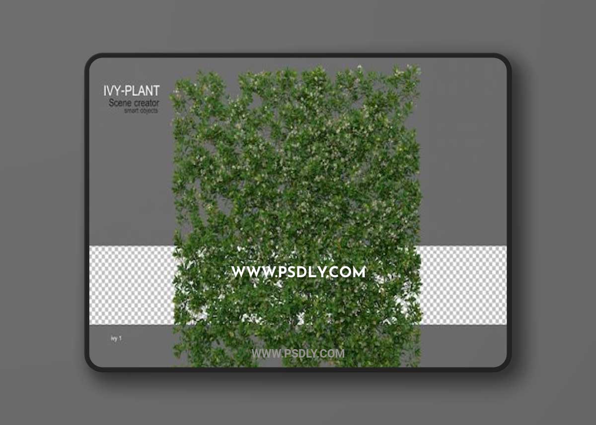 Various types of ivy 02 3D Model