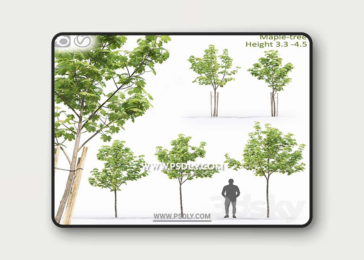 Maple-tree # 13 (3.1-4.5m) 3D Model