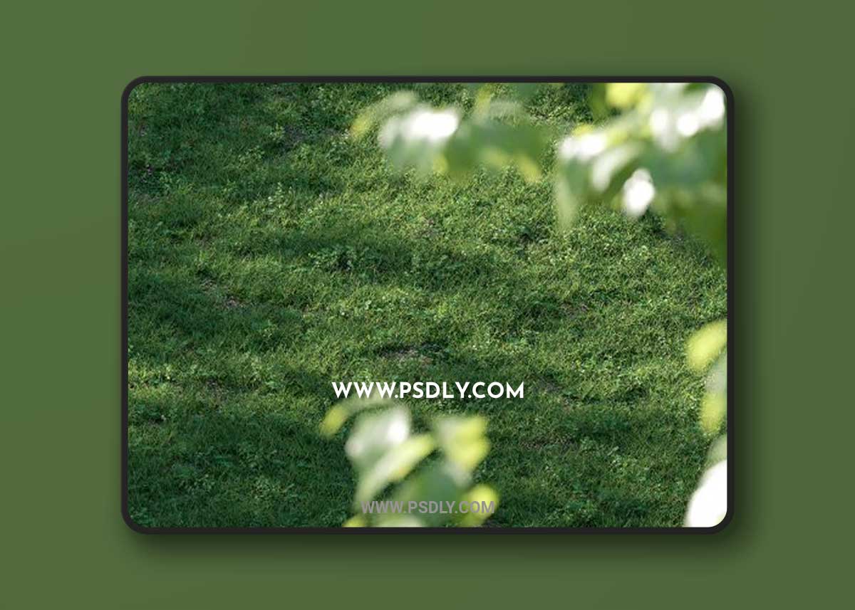 Shella Grass Pack 3D Model