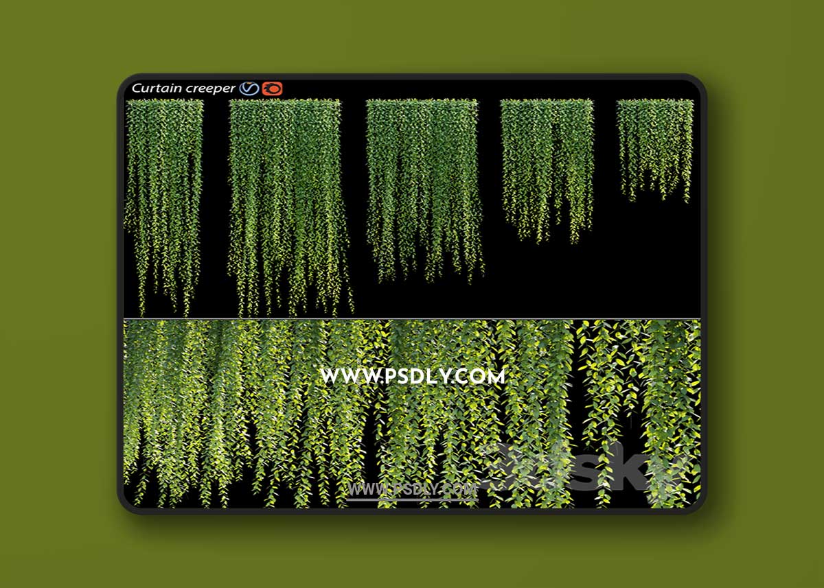 Vernonia Elliptica | Curtain creeper 3D Model