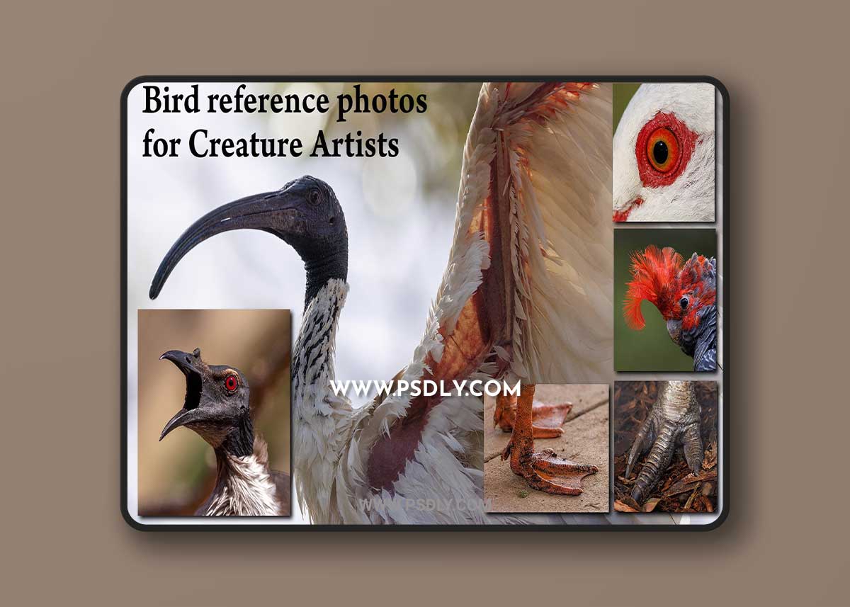 Artstation - David Simon - 1000+ Bird photos for Creature Artists