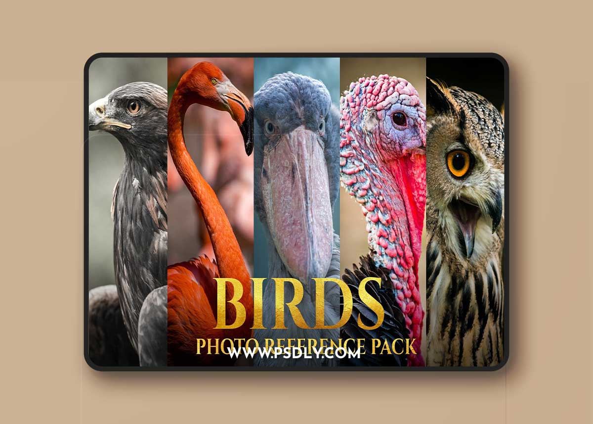 Artstation - Satine Zillah - Birds Reference Pack For Artists