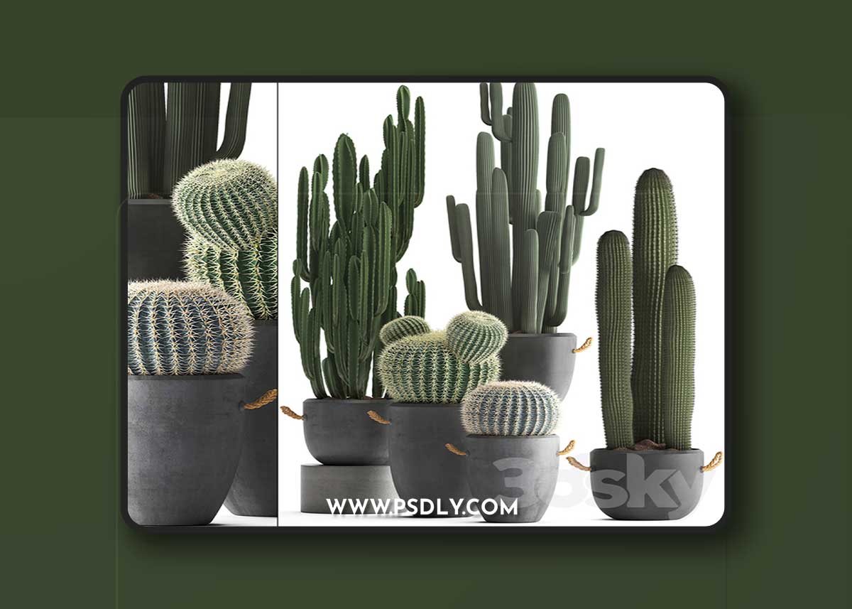 Collection of plants 411. Cactus set. Echinocactus, Cereus, Carnegia, Barrel cactus, indoor plants, concrete pot, outdoor