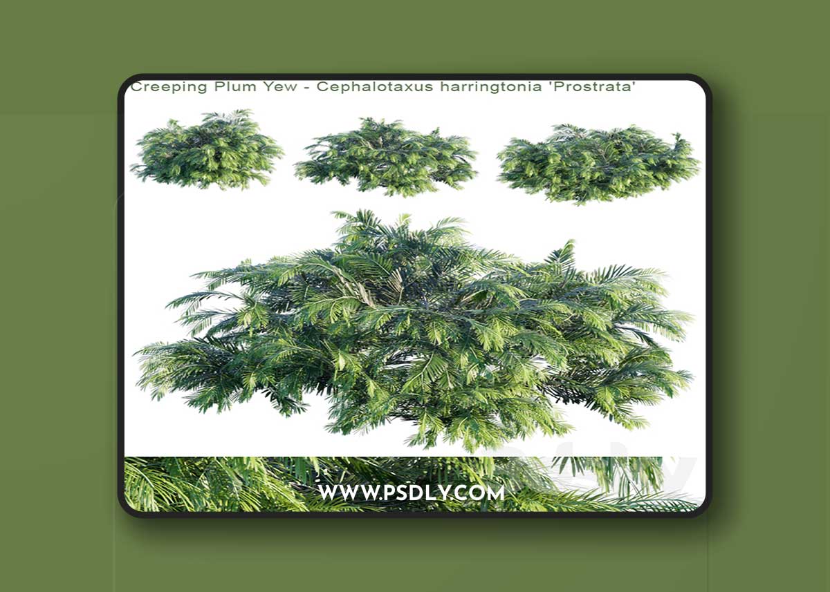 Creeping Plum Yew | Cephalotaxus harringtonia "Prostrata"