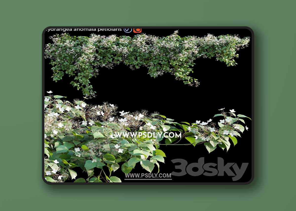 Hydrangea anomala petiolaris - Climbing Hydrangea 01