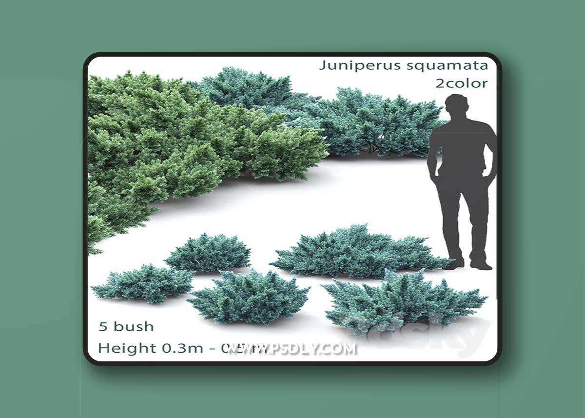Juniper squamata # 1 3D Model