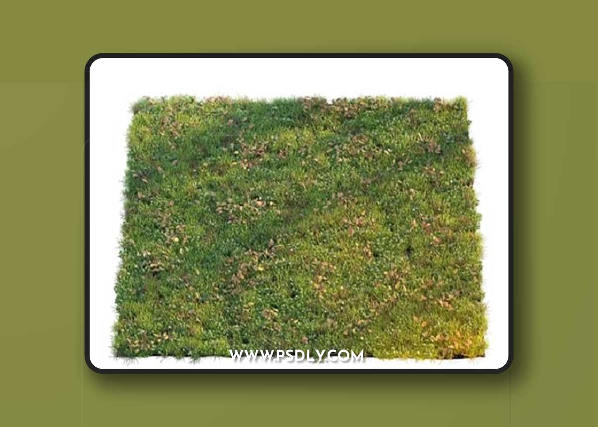 Lawn with clover and dry leaves 3D Model