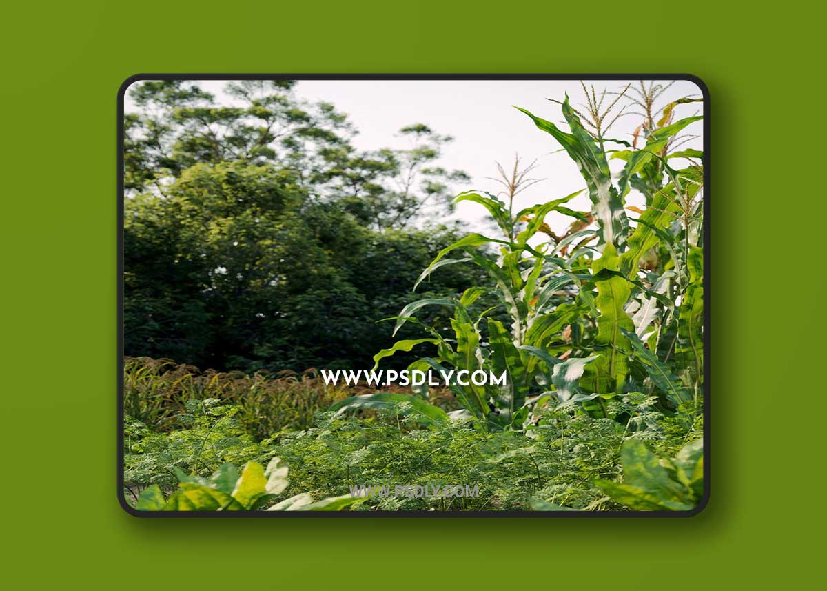 Maxtree - Plant Models Vol. 93 3D Model