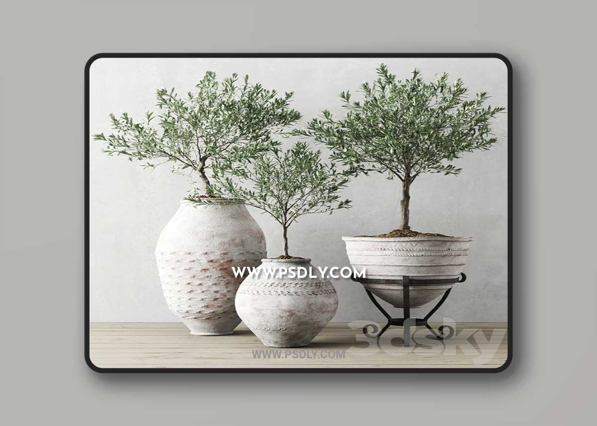 Olive European In Antique Vessels 3D Model