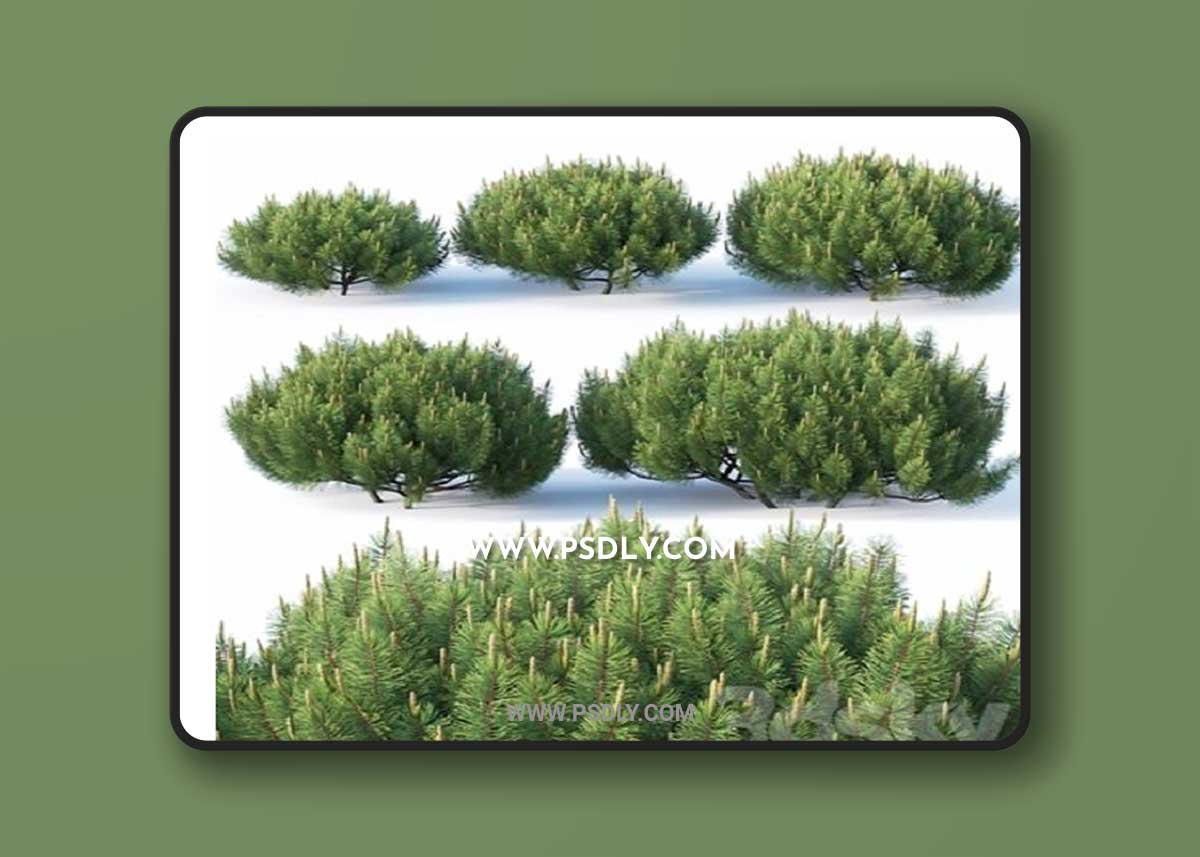 Pinus mugo # 1 H50-100 cm 3D Model