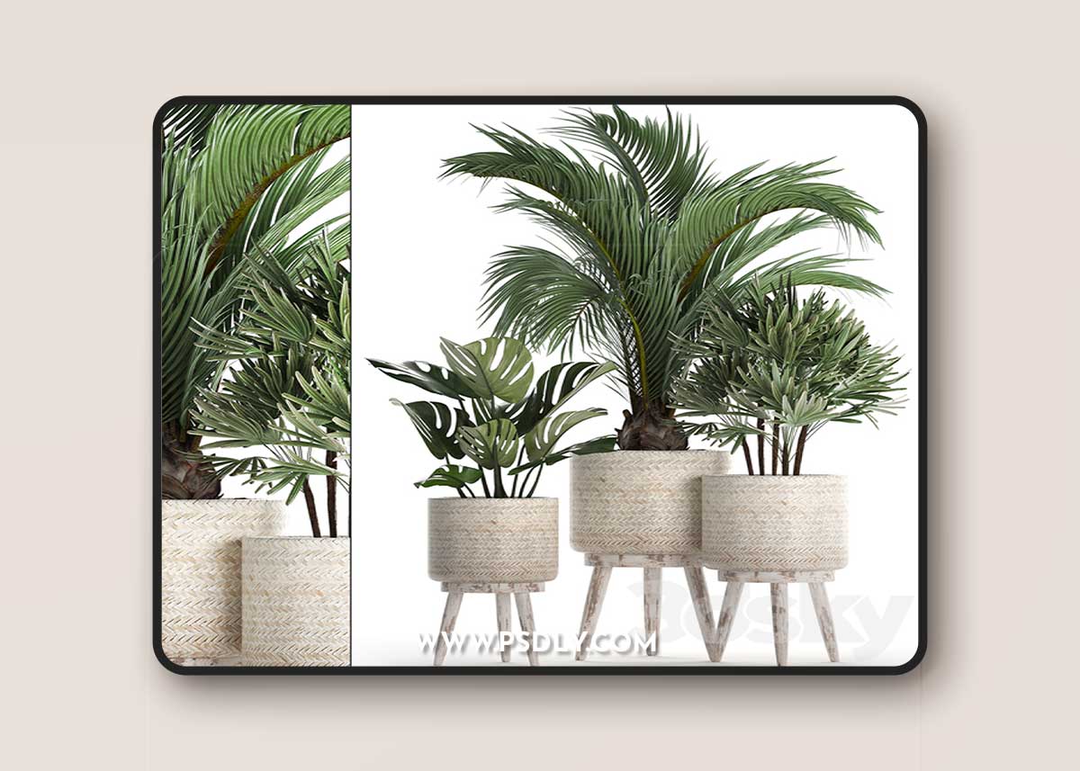 Plant Collection 427. Rapis, monstera, indoor plants, Scandinavian style, eco design, natural materials, Raphis Palm
