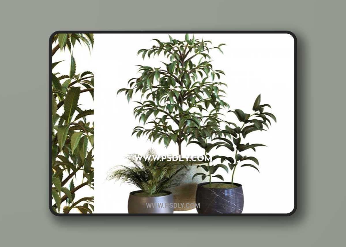 Plant In Box Set 040 3D Model