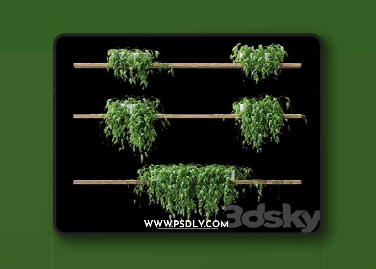 Potted plants on the shelves v2 3D Model