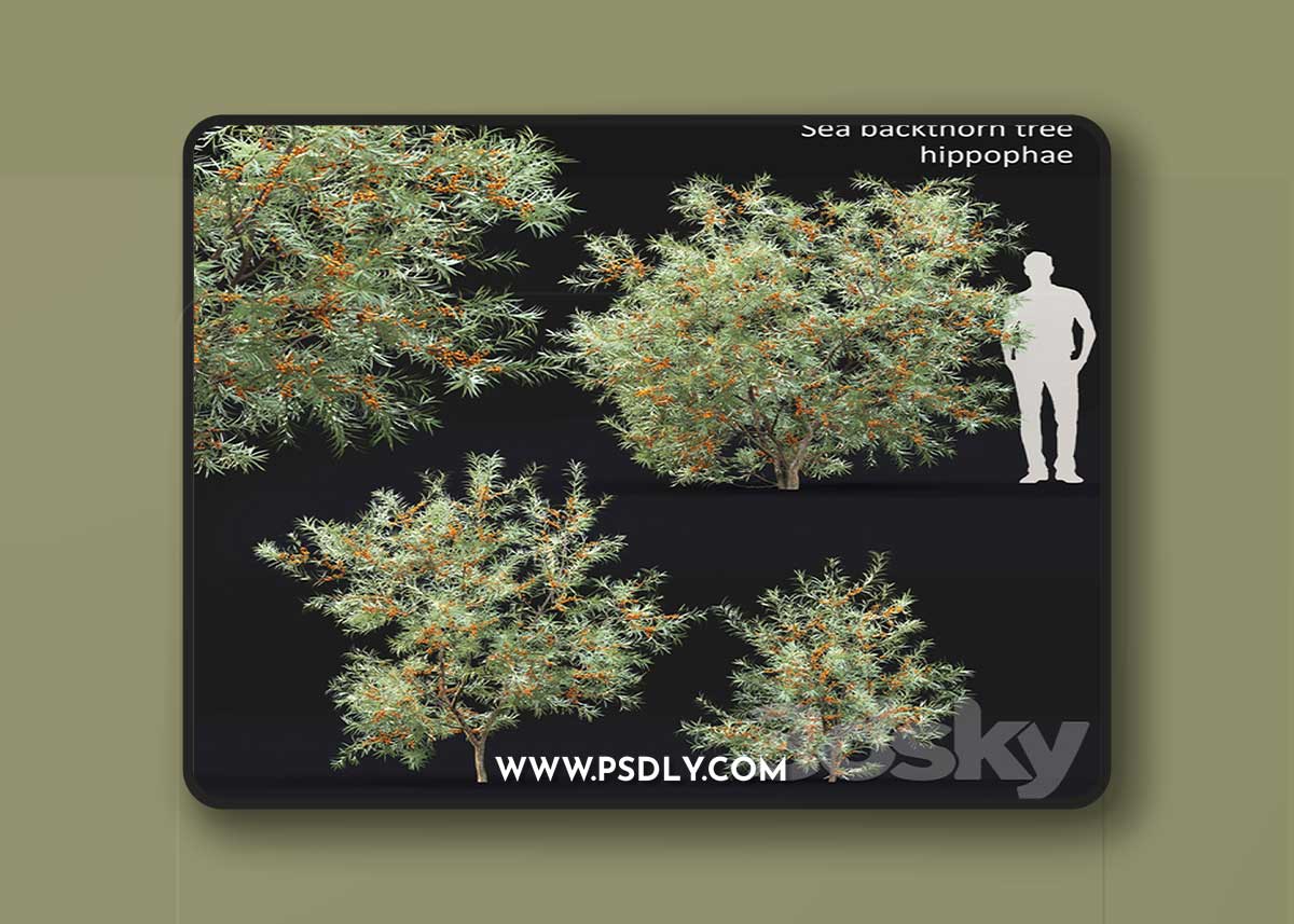 Sea Buckthorn | Hippophae # 2 3D Model