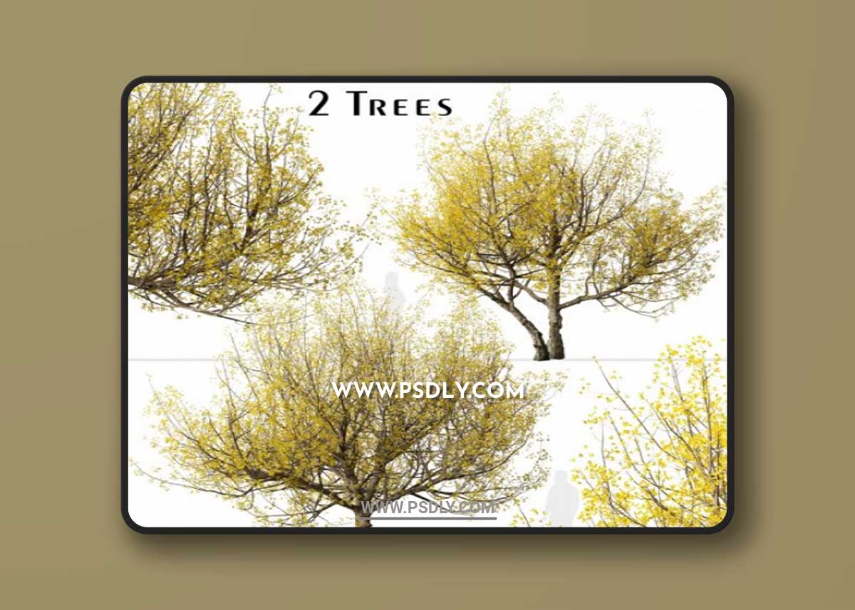 Set Of Cornus Mas Trees (Cornelian Cherry) 3D Model