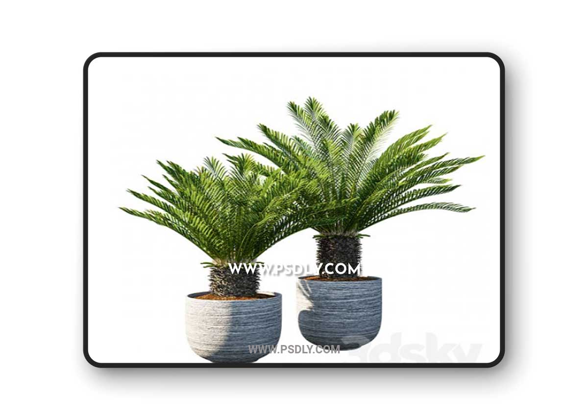 Cycas revoluta Palm Pot 3D Model