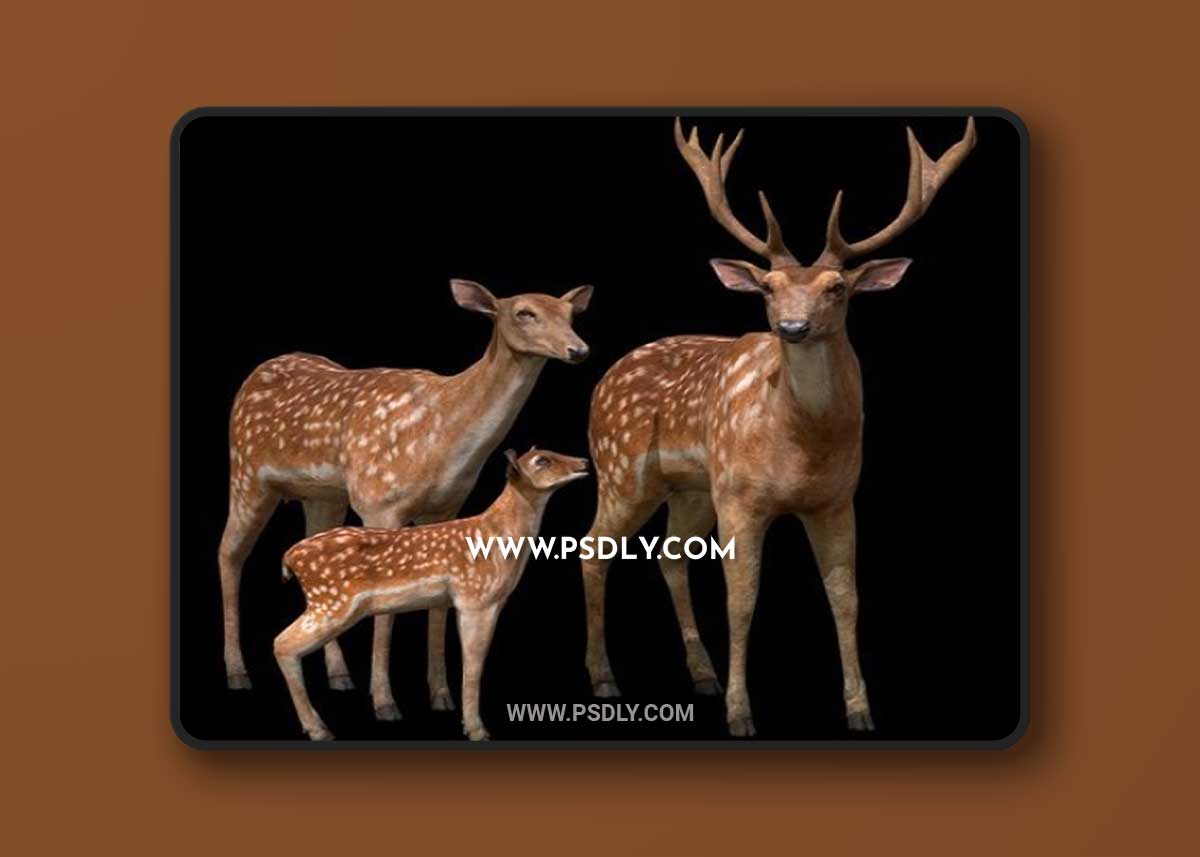 Deer Family 3D Model