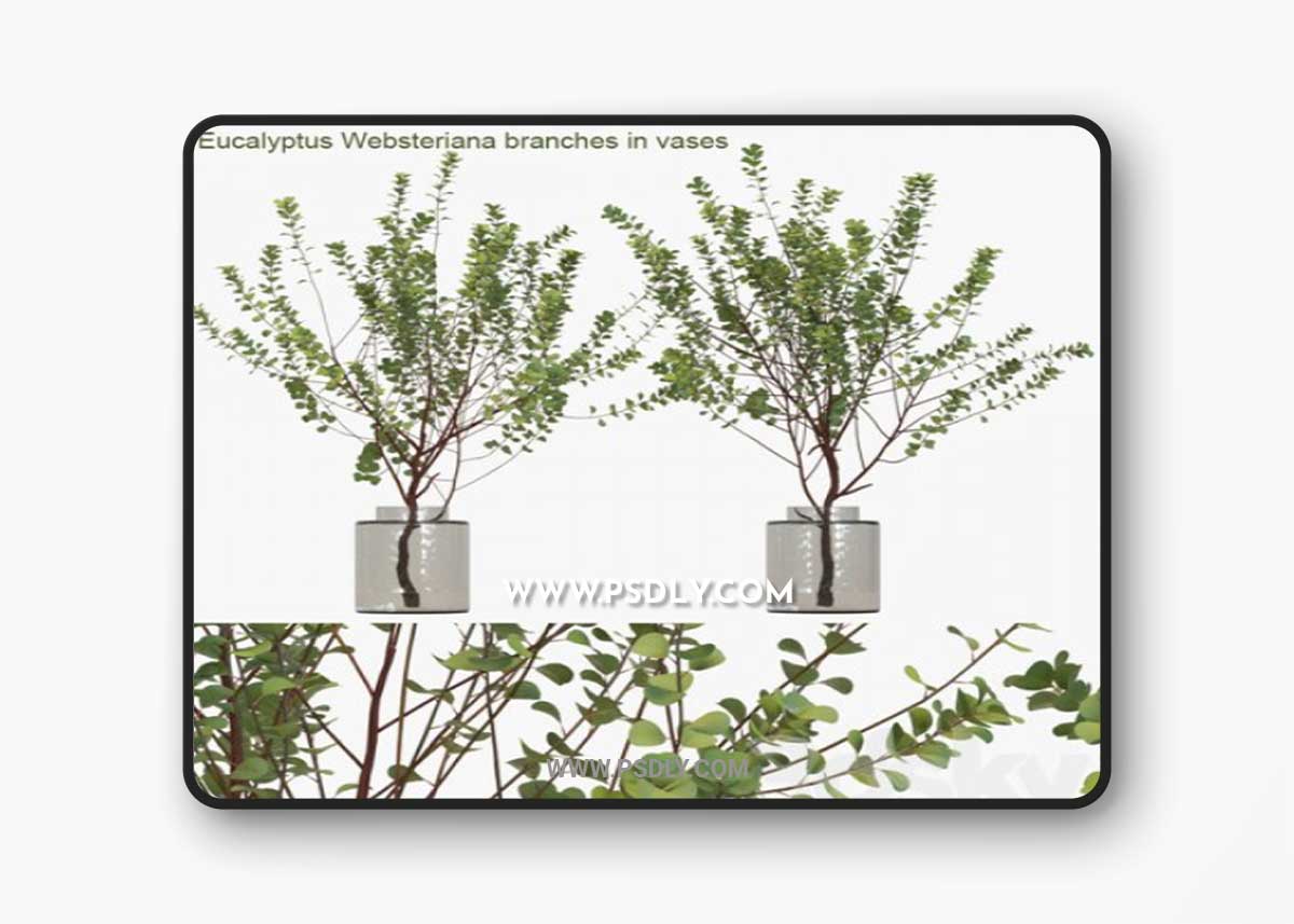Eucalyptus Websteriana branches in vases # 13D Model