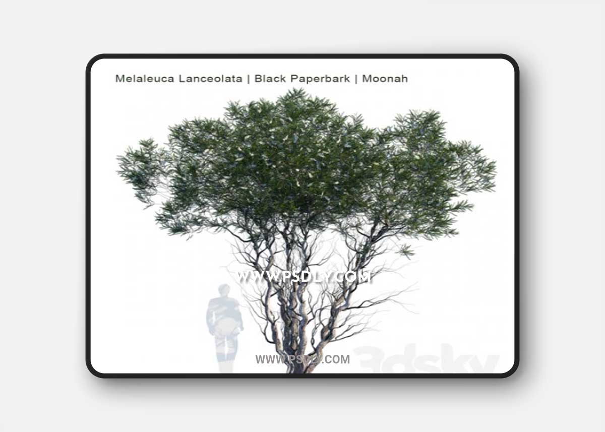Melaleuca Lanceolata Black Paperbark Moonah 3D Model