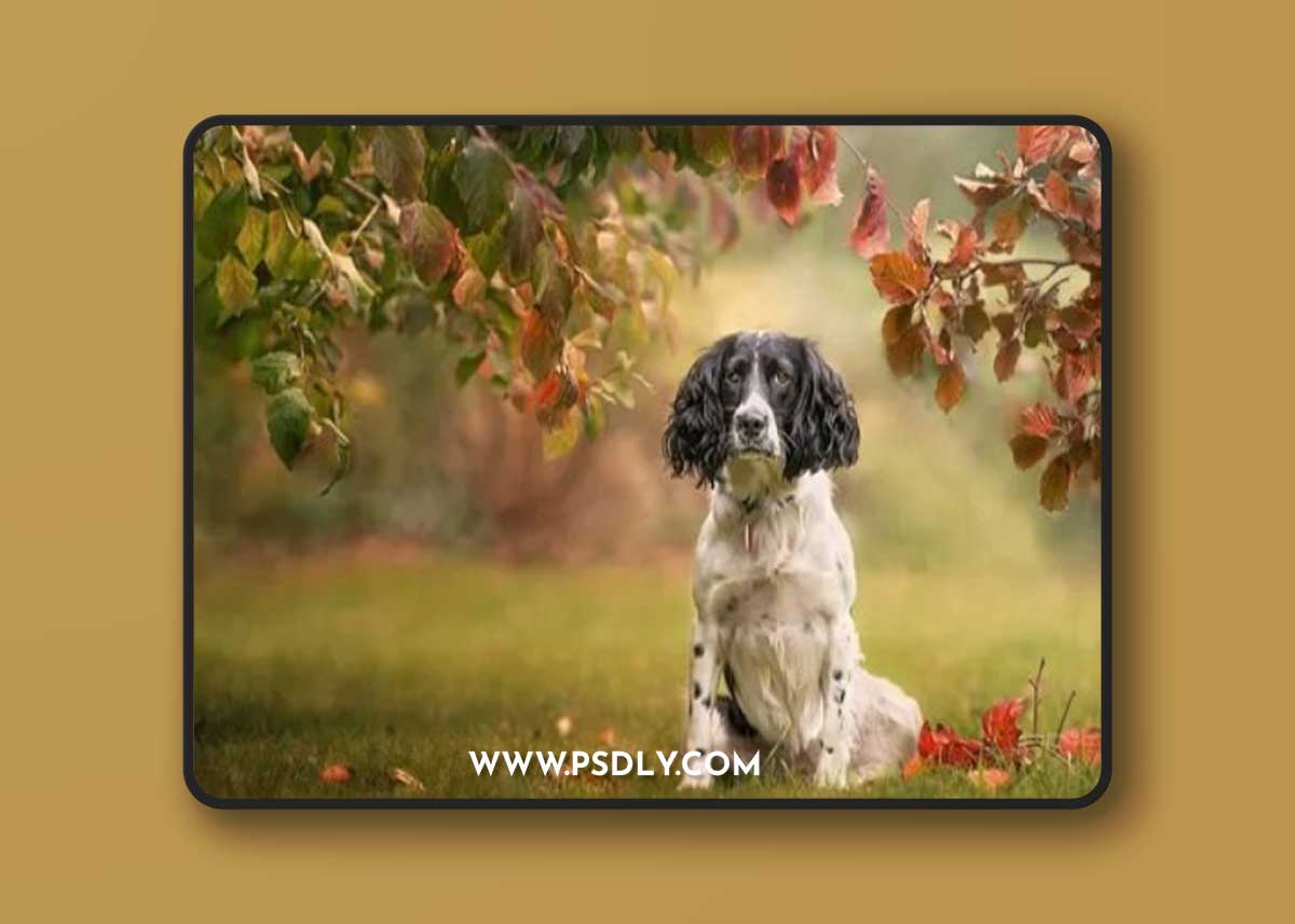 LSP Actions - Fur Babies V2