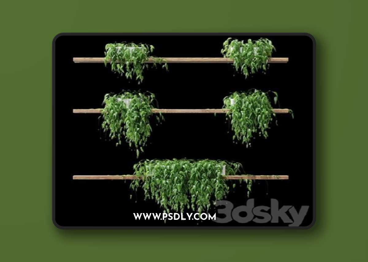 Potted plants on the shelves v2