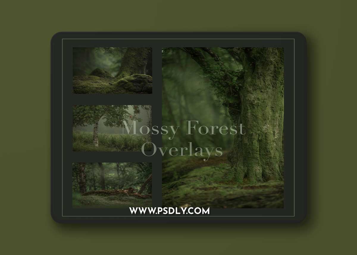 Focus with CA Neil - Mossy Forest Digital Background Set