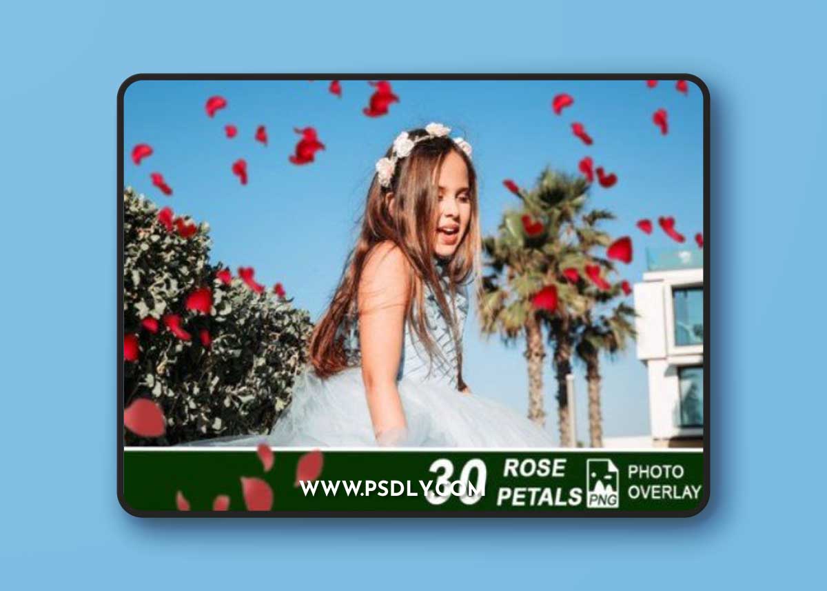 30 Rose Petals PNG Photo Overlay