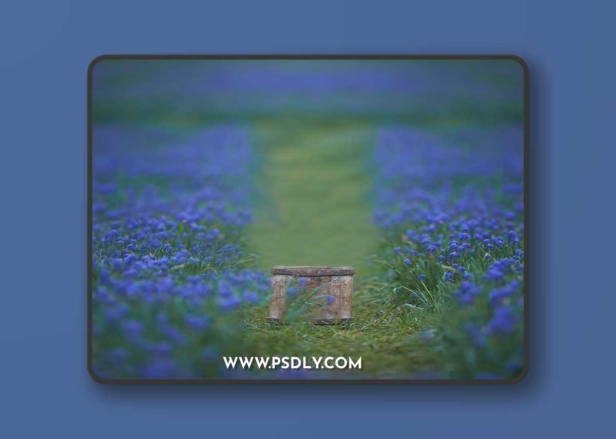 Meg Bitton - Bluebonnet Path Backdrop