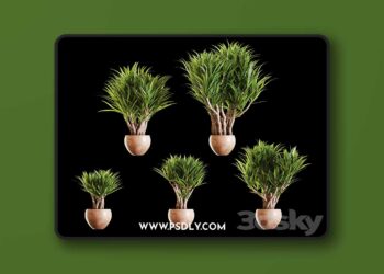 3dsky Pro - A set of Yucc flowers 3D Model