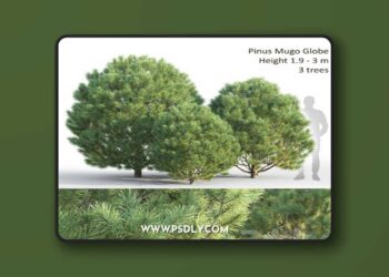 3dsky Pro - Pine 3D Model