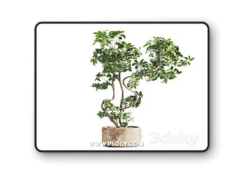 3dsky Pro - schefflera plant in Stone Pot 3D Model