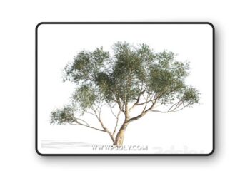 3dsky Pro - Eucalyptus 6 3D Model