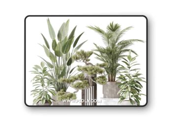 3dsky Pro - Indoor plant set 31 3D Model