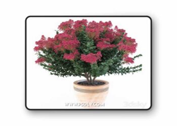 3dsky Pro - Lagerstroemia indica 3D Model