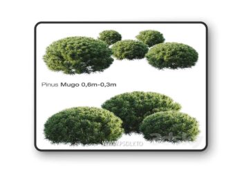 3dsky Pro - Mountain Pine Mugo 3D Model