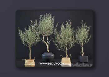 3dsky-Pro---Olive-Tree-3D-Model