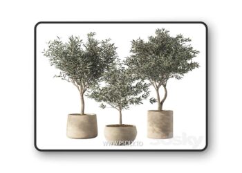 3dsky Pro - Olive Tree Indoor Plants Set.85