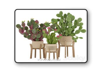 3dsky Pro - Prickly Cactus Set 3D Model