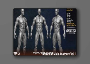 Artstation - Muscular Male Anatomy (Human Base mesh)