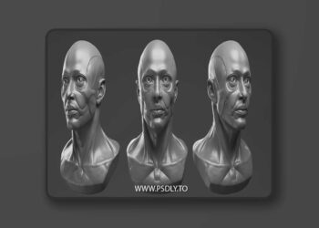 FlippedNormals - Anatomy Bust 3D Model