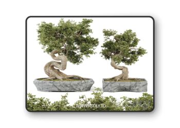 3dsky Pro - Bonsai Set Vol.01