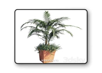 3dsky Pro - Kentia palm 3D Model