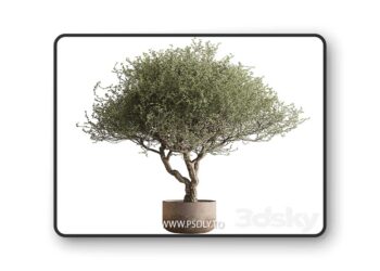 3dsky Pro - Outdoor Plants 594 - Tree in Pot