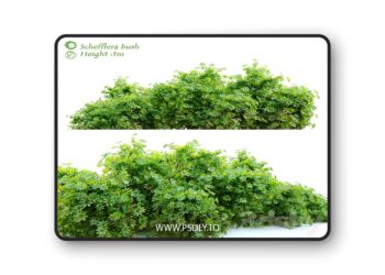 3dsky Pro - Schefflera bush 3D Model