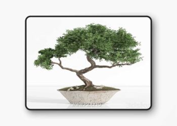 3dsky Pro - plant bonsai02 3D Model